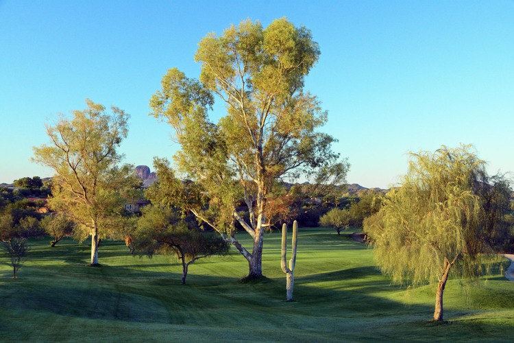 Golf course view with cacti and trees