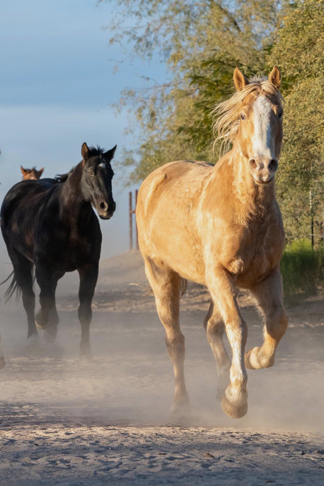 Black and beige horse running