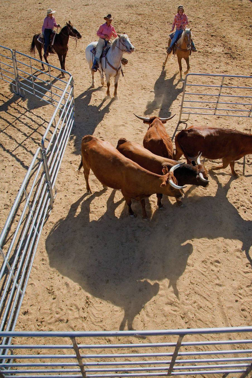 People on horses guided cows into pen