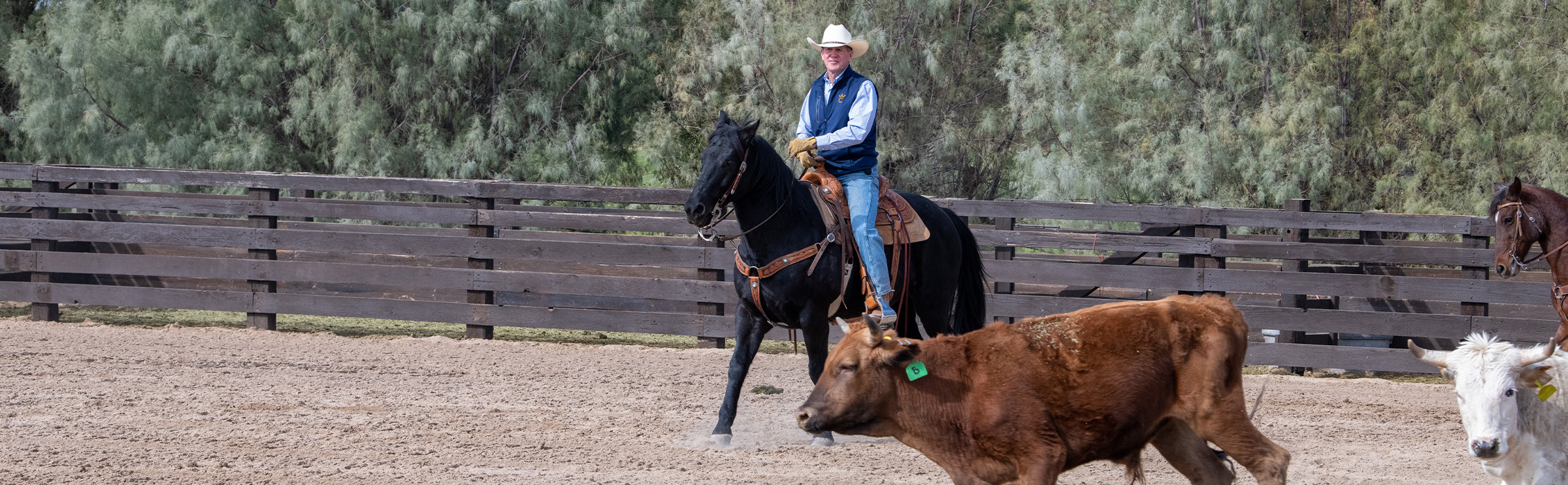 Man riding horse while corralling bull